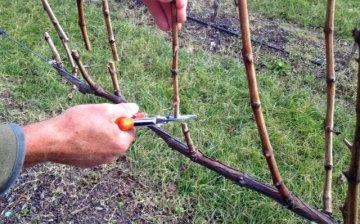 Why do you need to prune grapes?