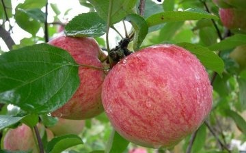 Apple tree Persian