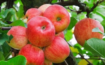 What varieties of apple trees are worth planting