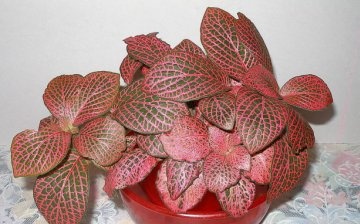Fittonia red
