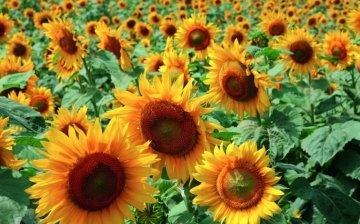 Nejlepší odrůdy slunečnice pro pěstování