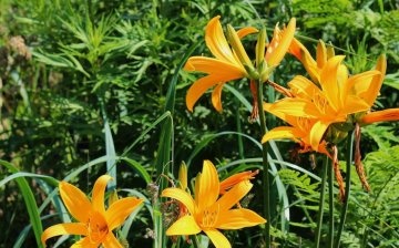 Features of Middendorf daylily