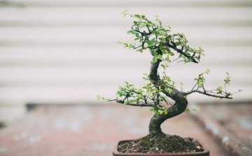 What plants are suitable for bonsai?