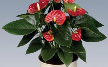 Features of the structure of anthurium
