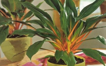 Chlorophytum zelená oranžová