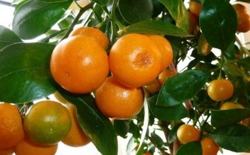 A beltéri mandarin jellemzői