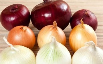 Rules for preparing onions for storage