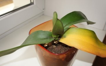 Az orchidea levelei megsárgulnak