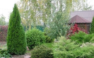 The best varieties and types of thuja for growing