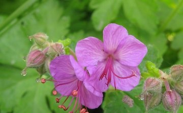 The best types and varieties of garden geranium