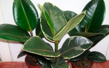 When can and can not be transplanted ficus?