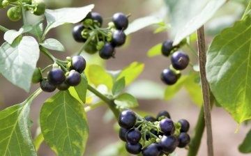 Is black nightshade poisonous?