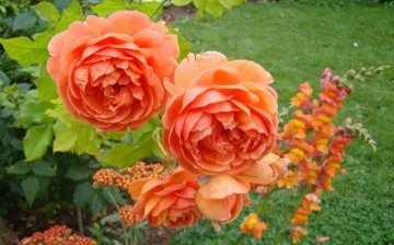 Features of peony roses