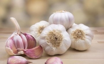 The best varieties of garlic to grow