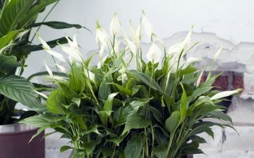 Caracteristicile unei plante de apartament