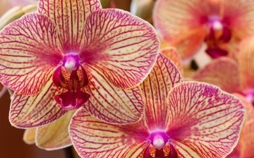 Najbolje sorte orhideja za dom