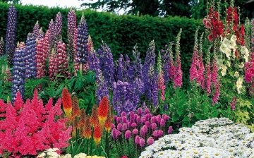 What perennials are suitable for creating a flower bed?