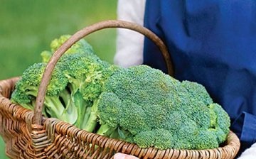 A brokkoli mint a káposzta egyik jellemzője