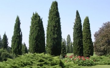 Description and types of cypress