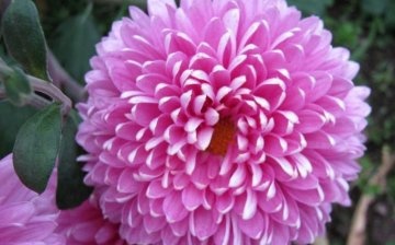 Cultivation of Indian chrysanthemum