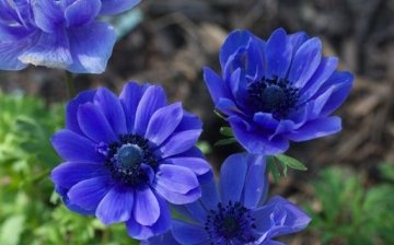 What is anemone