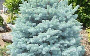 Transplanting seedlings of blue spruce