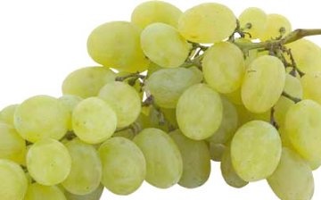 Description of the grape variety Valentine