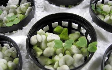 Where to place your hydroponic plant in your home