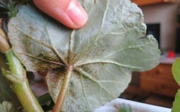 Despre boli și dăunători ai begoniei: cum să le evitați