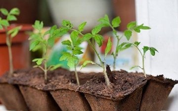 Growing tomato seedlings