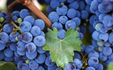 General information about the taiga grape variety