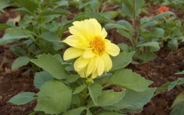 Caring for low-growing dahlias