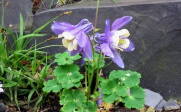 Features of the reproduction of aquilegia