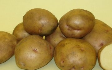 Odrůda brambor "Zhukovsky"