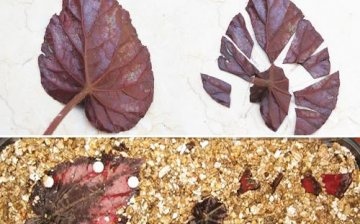 How does the breeding of begonia bauer