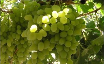 Secrets of growing grapes