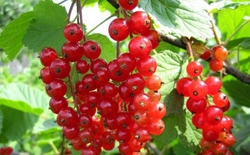 Growing conditions for red currants