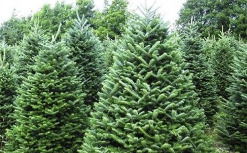 Canadian fir: description and types