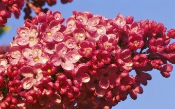 Lilac varieties