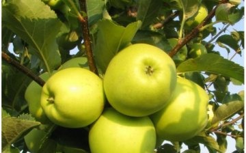 Što je sorta jabuka Semerenko