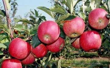 Jablka Aport: popis