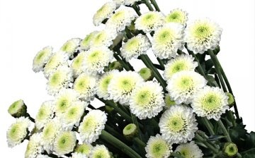A bit of history about chrysanthemums