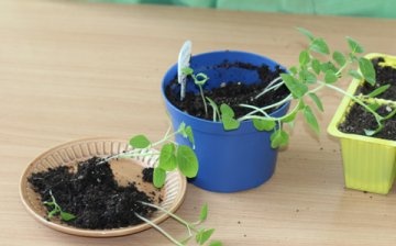 Growing physalis from seeds