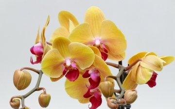 Obecný popis orchideje
