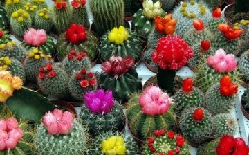 The best varieties of homemade cacti
