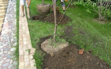 How to properly plant a cherry sapling