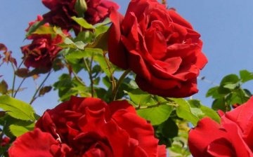 Különböző mászó rózsák