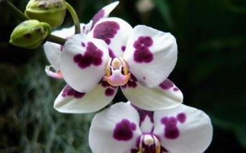 Njega Phalaenopsis