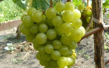 Tukay grapes