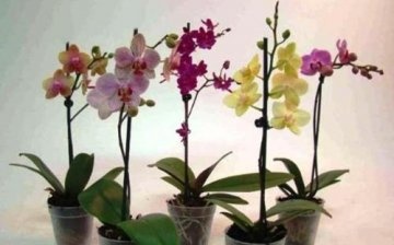 Phalaenopsis fajok